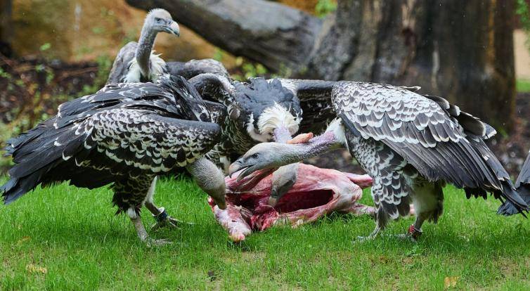 Komentované krmení supů v Gora Arku slibuje nezapomenutelný zážitek