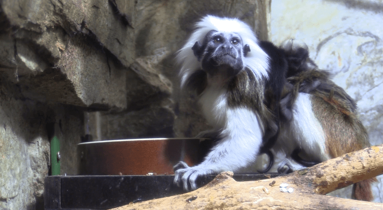 Návštěvníci hodonínské zoo mohou vidět mláďata tamarínů a zeber