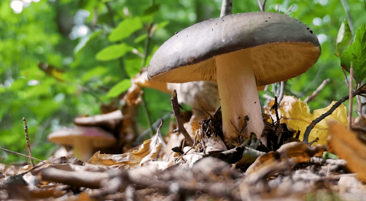 Do Domu přírody Bílých Karpat přijel mykoterapeut Přemysl Jirák