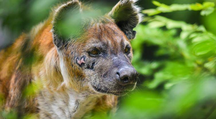 Ve zlínské zoo uhynula hyena Jilly. Selhalo jí srdce