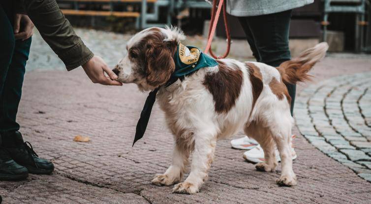 Studenti Baťovy univerzity zvou na Vánoce v útulku. Zvířátka na Vršavě můžete podpořit finančně i materiálním darem