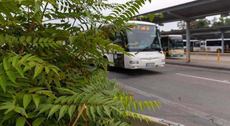 Invazní druhy rostlin a živočichů ohrožují přírodu, zdraví obyvatel i majetek