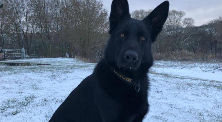 Policejní pes Varo vypátral opilou řidičku, která ve Zlíně utekla od nehody