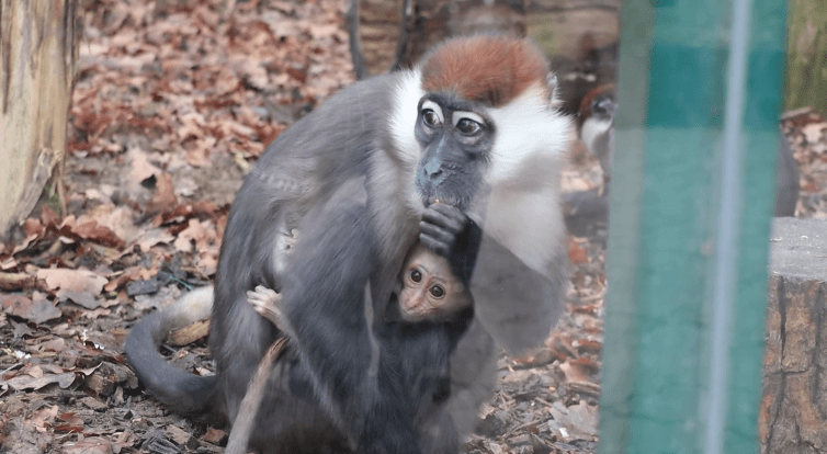 Hodonínská zoo má nové přírůstky v pavilonu opic
