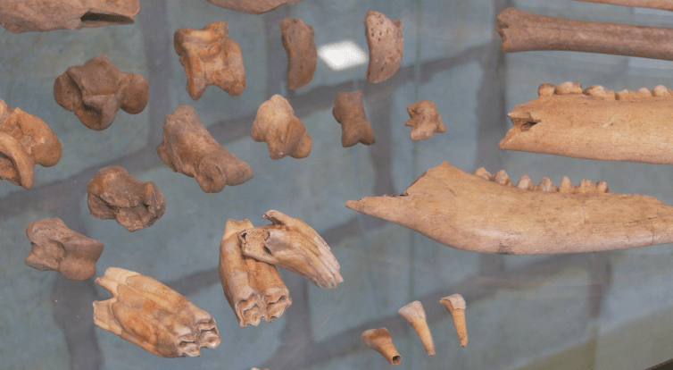 Naši předkové pěstovali vinnou révu o 500 let dřív, než se předpokládalo