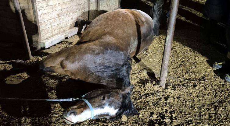 Kůň uklouzl a zůstal zaklíněný pod krmelcem. Vysvobodili ho hasiči se speciální technikou