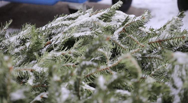 Svoz vánočních stromků v Hodoníně je v plném proudu