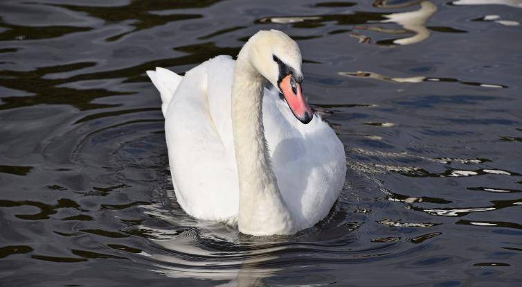 V Uherském Hradišti se potvrdila ptačí chřipka. Veterináři vyzývají k opatrnosti
