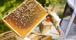 Kraj letos podpoří včelaře jedním milionem korun
