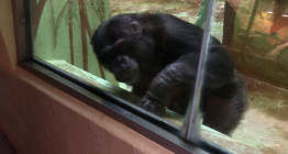 Trojici šimpanzích uprchlíků z hodonínské zoo museli uspat a návštěvníky evakuovat