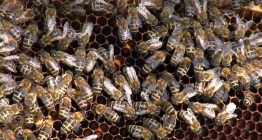 Také v Uherském Hradišti je aktivní Český svaz včelařů