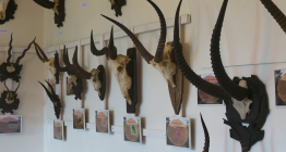 Nová stálá expozice ukáže jelenovité a turovité trofeje z celého světa