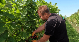 Amatérský vinař Ivan Maršálek: Na Ukrajinu nejezdím, nemám čas... 