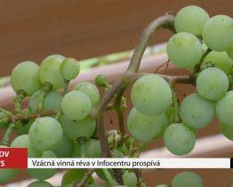 V Kyjově roste vzácnost