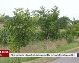 Občané sází stromy života