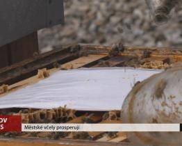 Městské včely prosperují