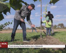 První stromy života budou růst v Milokošti