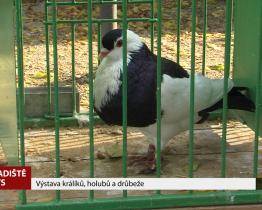 V Hradišti proběhla výstava králíků, holubů a drůbeže