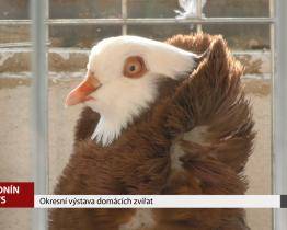 V Hodoníně se konala okresní výstava chovatelů domácích zvířat