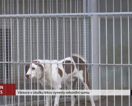 Vánoce v útulku letos vynesly rekordní sumu