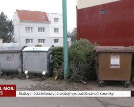 Služby města intenzivně svážejí vysloužilé vánoční stromky