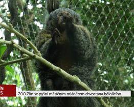 ZOO Zlín se pyšní měsíčním mládětem chvostana bělolícího