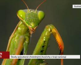 Škody způsobné chráněnými živočichy v kraji narůstají
