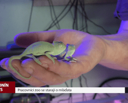 Hodonínská zoo hlásí nové přírůstky