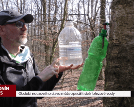 Období nouzového stavu může zpestřit sběr březové vody