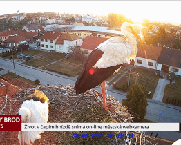 Život v čapím hnízdě snímá on-line webkamera