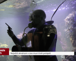 Největší akvárium v zoo musí čistit potápěč