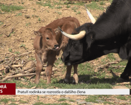 Pratuří rodinka se rozrostla o dalšího člena