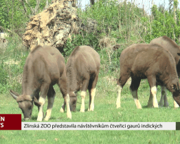 Zlínská ZOO představila návštěvníkům čtveřici gaurů indických