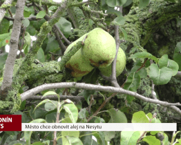 Město chce obnovit alej na Nesytu