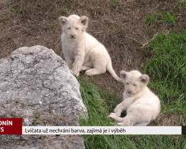 Lvíčata už nechrání barva, zajímá je i výběh