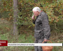 Houbařské žně překazí až mrazíky 