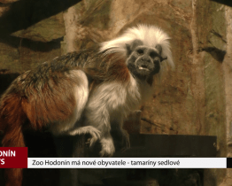 Zoo Hodonín má nové obyvatele - tamaríny sedlové