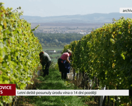 Letní deště posunuly úrodu vína o 14 dní později