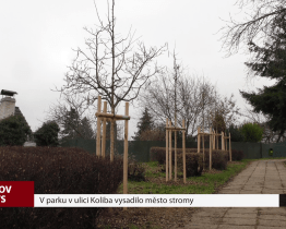 V parku v ulici Koliba vysadilo město stromy