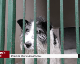 Útulek se připravuje na Vánoce