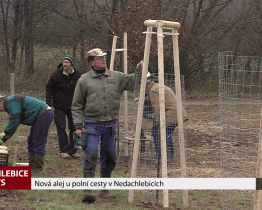 Nová alej u polní cesty v Nedachlebicích