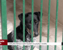 Lidé přes Vánoce opět mysleli i na pejsky v útulku