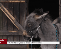 Na návštěvníky zoo čeká osel zakrslý i kůzlata