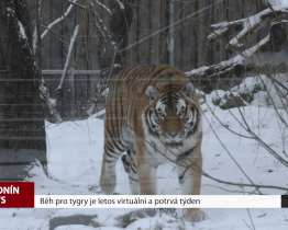 Běh pro tygry je letos virtuální a potrvá týden