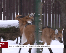 Novým přírůstkem v zoo je mládě vlka hřivnatého