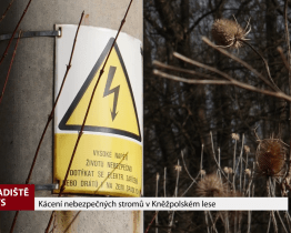 Kácení nebezpečných stromů v Kněžpolském lese