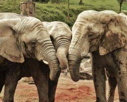 Ekonomická situace ve zlínské zoo je vážná