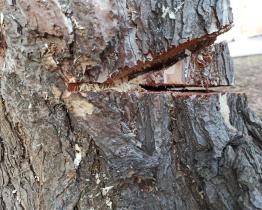 Řádění vandalů neuniká ani městská zeleň