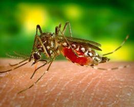 Město bojuje s komáry