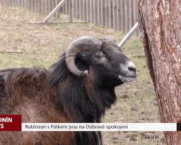 Robinson s Pátkem jsou na Dúbravě spokojení